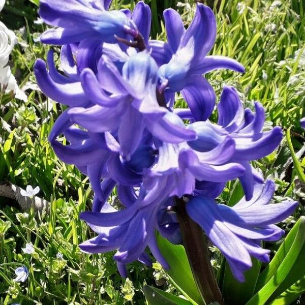 Hyacinthus orientalis Flower