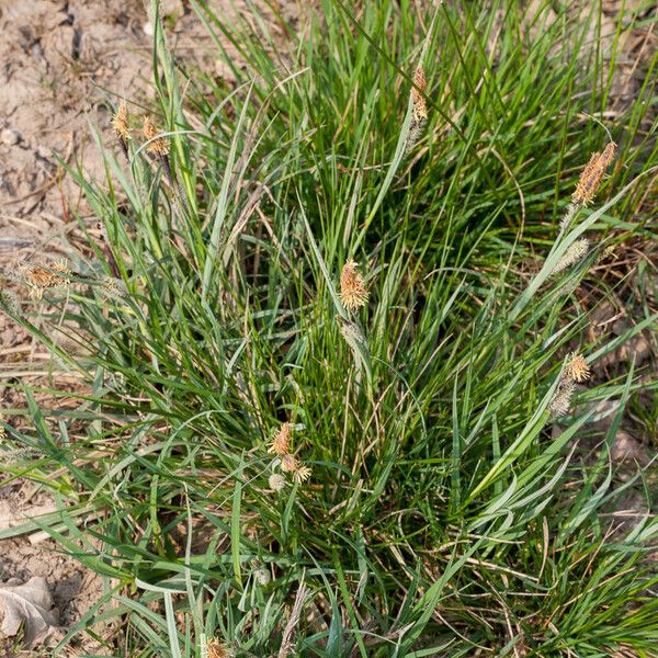 Carex flacca ᱛᱟᱦᱮᱸ