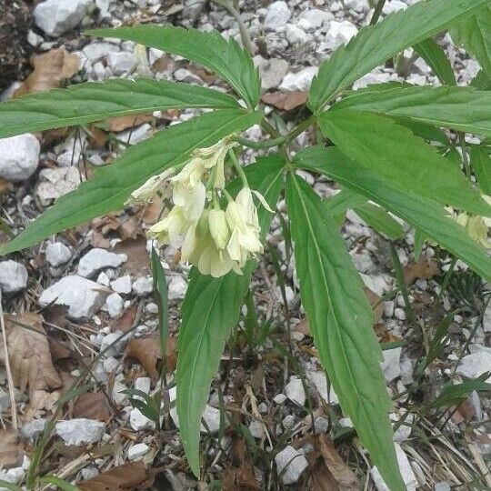 Cardamine kitaibelii Flower