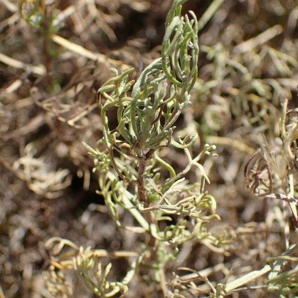 Artemisia alba Liść