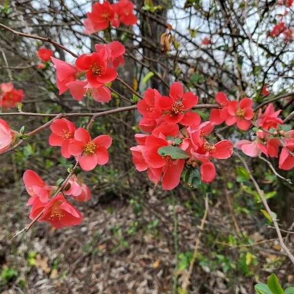 Chaenomeles speciosa Flower