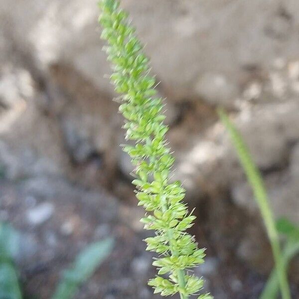 Setaria verticillata Квітка