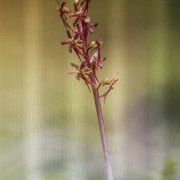 Neottia cordata Kvet