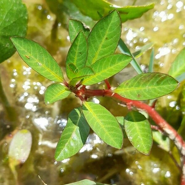 Ludwigia grandiflora Лист