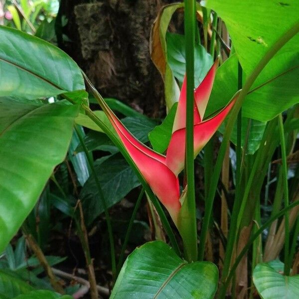 Heliconia psittacorum Flor