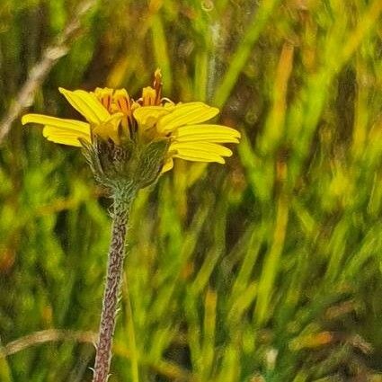 Aspilia mossambicensis Flower