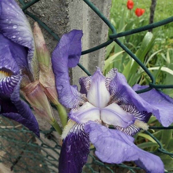 Iris lutescens फूल