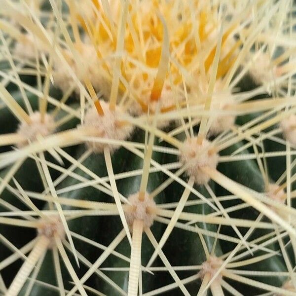 Echinocactus grusonii 果實