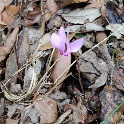 Cyclamen hederifolium Цвят