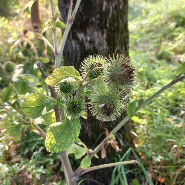 Arctium minus Plod