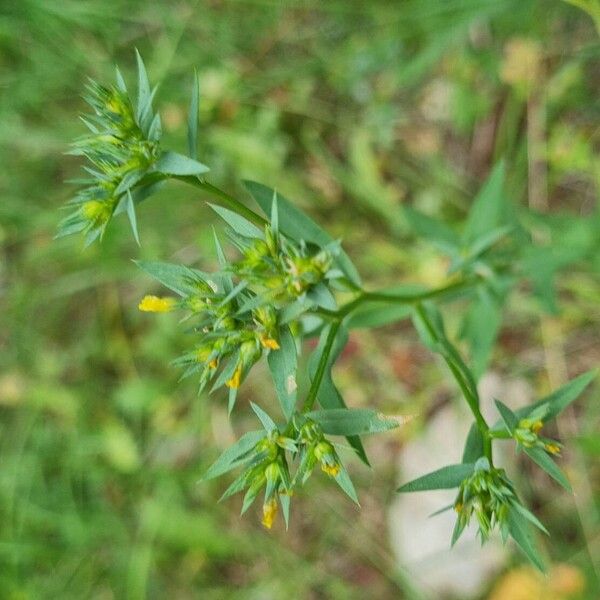 Linum strictum 花