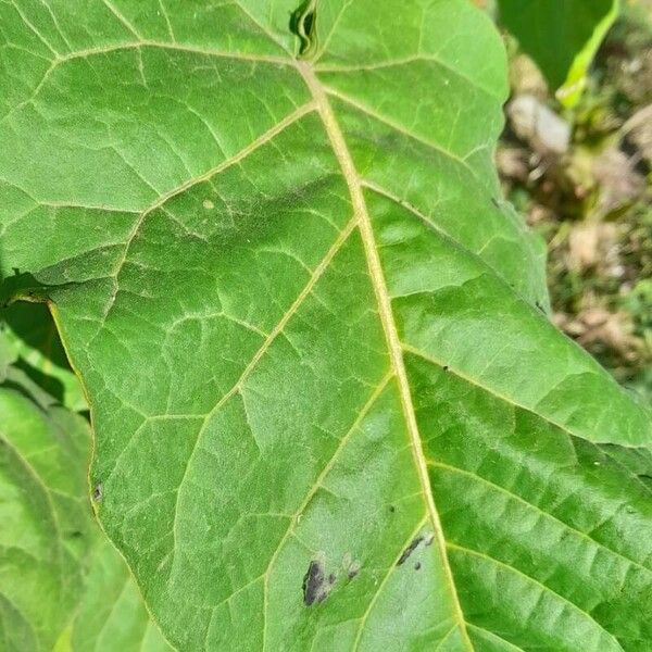 Solanum betaceum Leaf