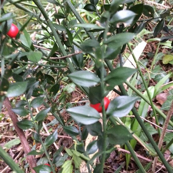 Ruscus aculeatus Liść