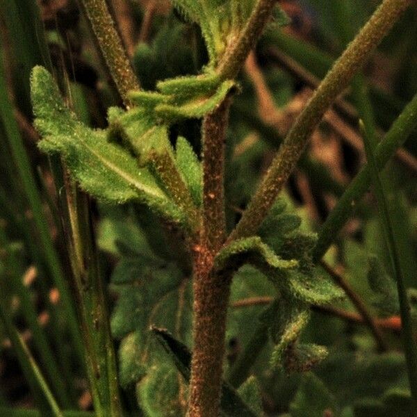 Veronica teucrium Blatt