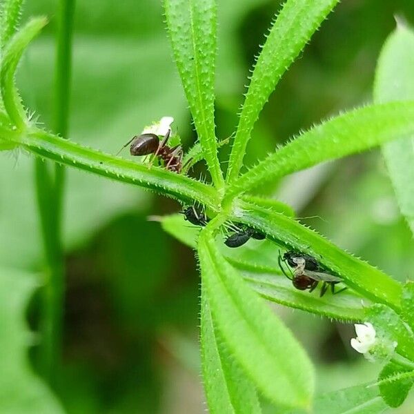 Galium aparine кора