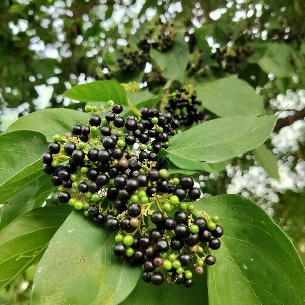 Premna serratifolia फल