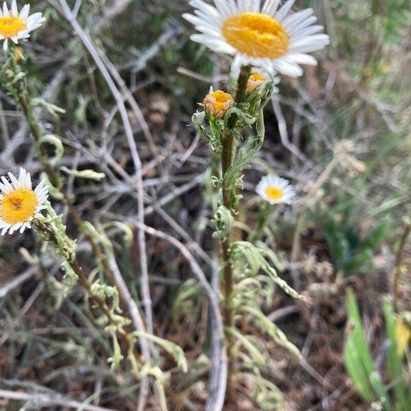 Erigeron pumilus पत्ता