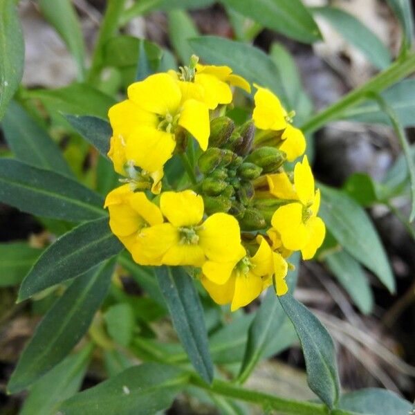 Erysimum × cheiri Blomst