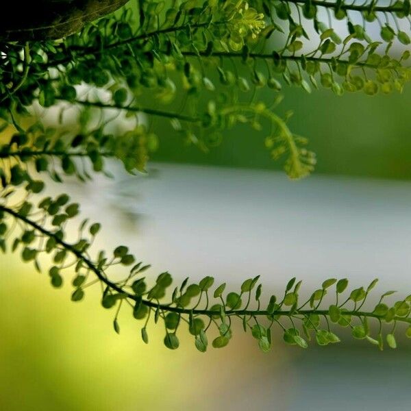 Lepidium virginicum Leaf