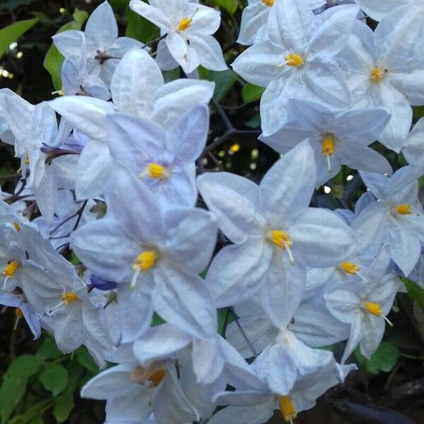 Solanum laxum Flor