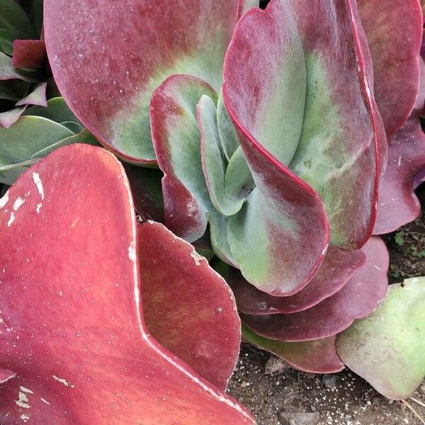 Kalanchoe tetraphylla Foglia