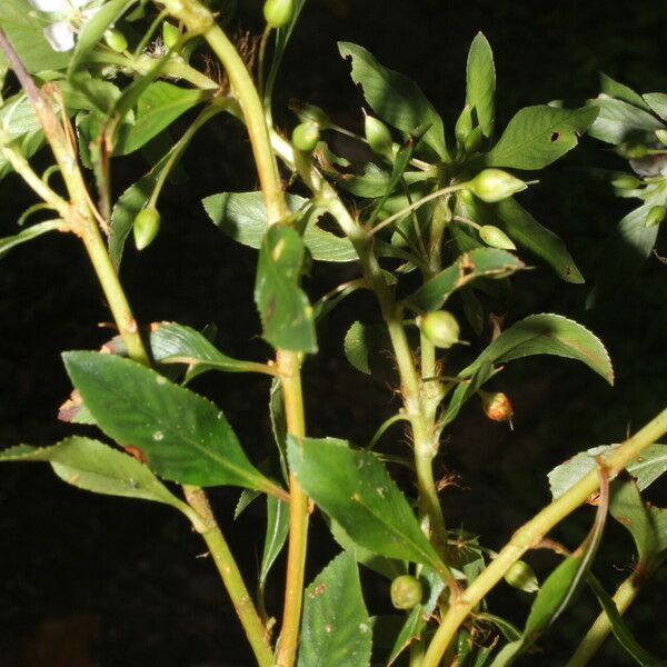 Sauvagesia erecta Fruit