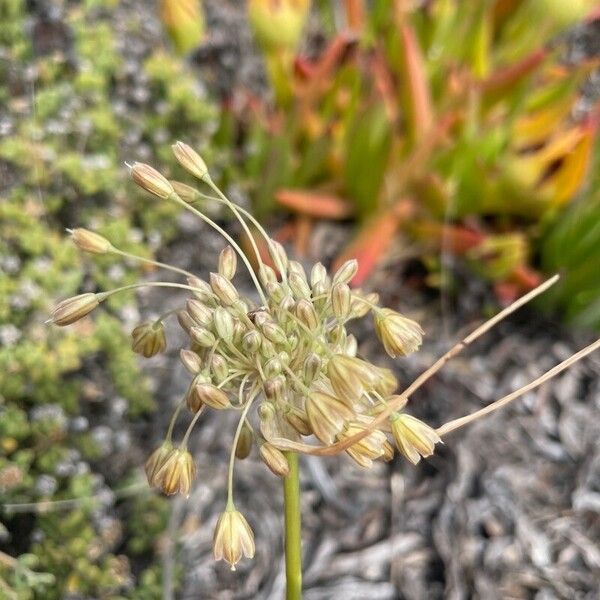 Allium paniculatum Fiore