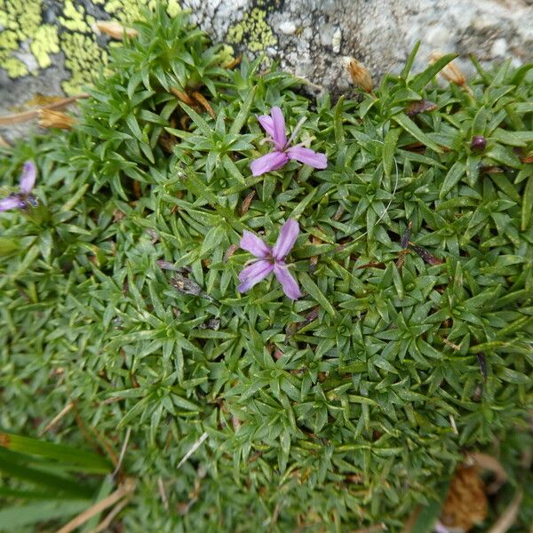 Silene acaulis Kora