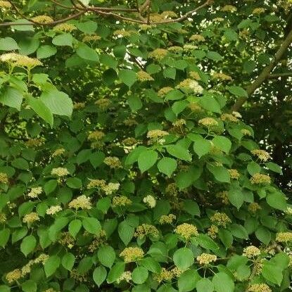 Cornus alternifolia ശീലം