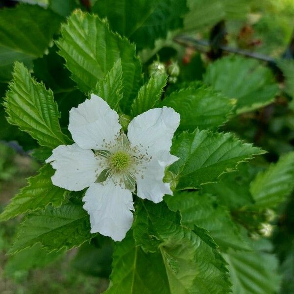 Rubus argutus Flower