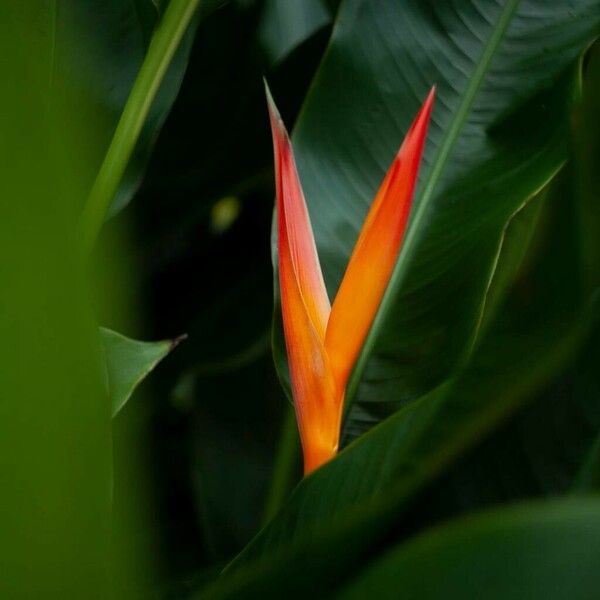 Heliconia psittacorum Blüte