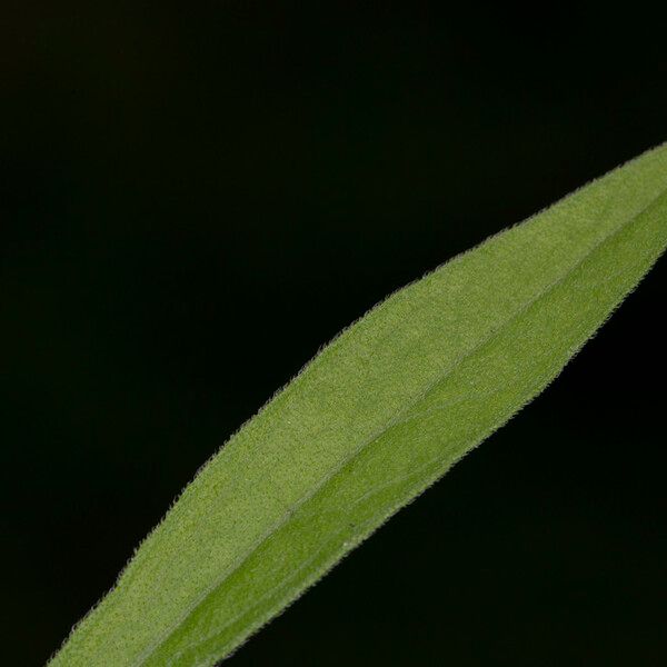 Erigeron sumatrensis Лист