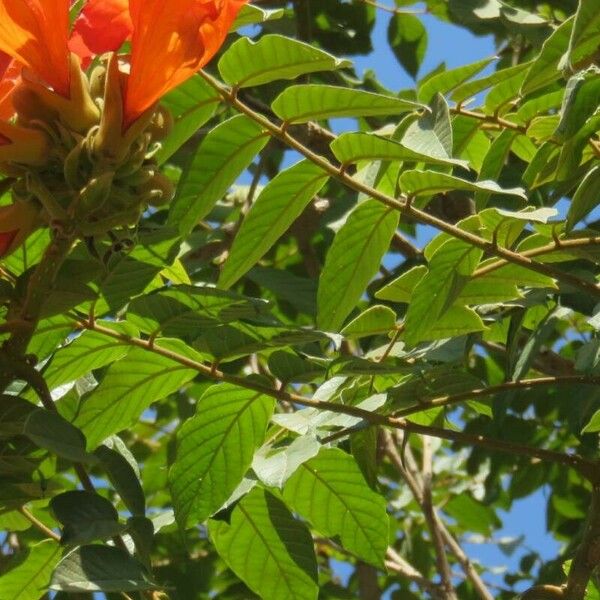 Spathodea campanulata Blatt