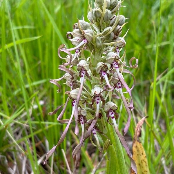 Himantoglossum hircinum Flower