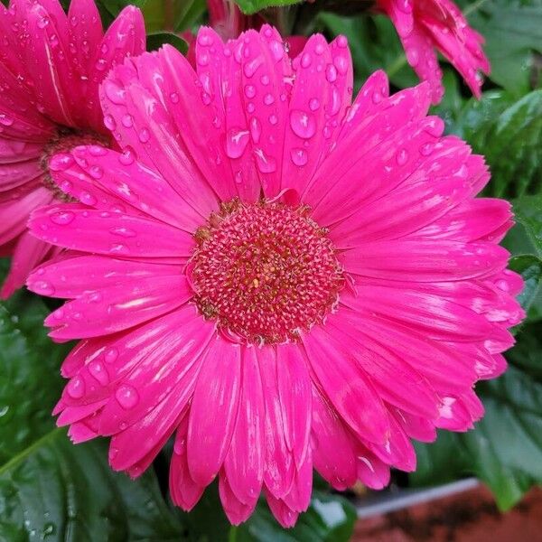 Gerbera spp. Flors