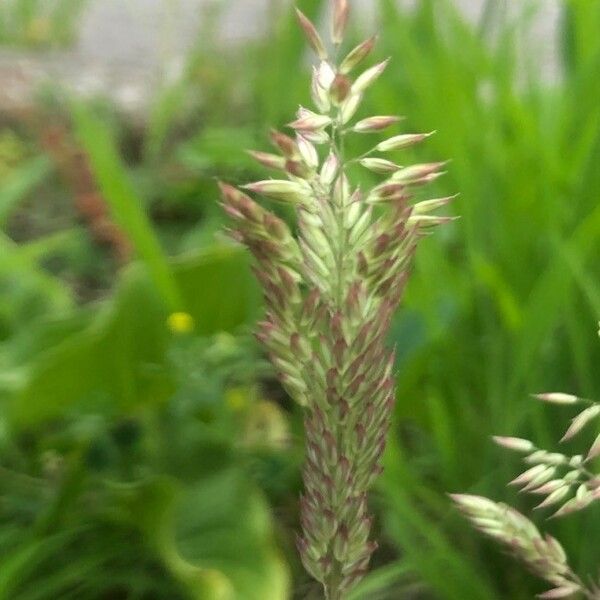 Holcus lanatus Flower