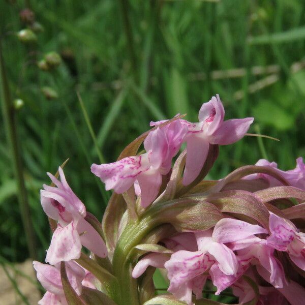 Dactylorhiza incarnata फूल