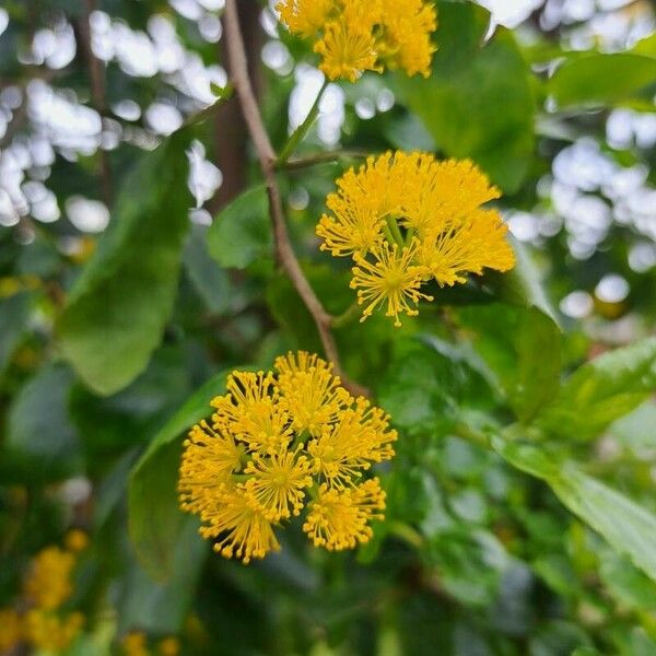 Azara serrata Квітка