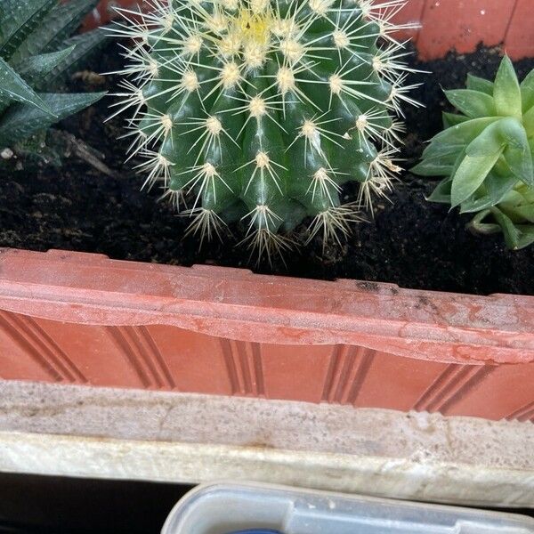 Echinocactus grusonii Folio