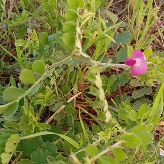 Vicia sativa Hábitos