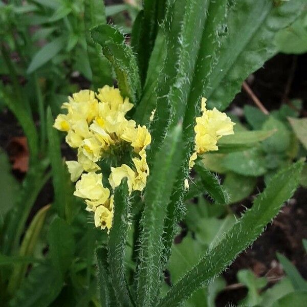 Limonium sinuatum 樹皮