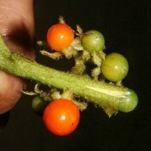 Solanum jamaicense Плод