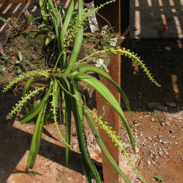 Diaphananthe vesicata Habitatea