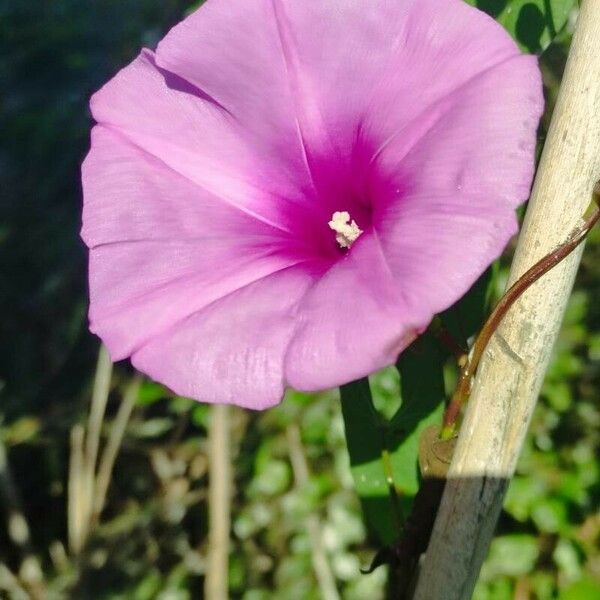 Ipomoea sagittata Kvet