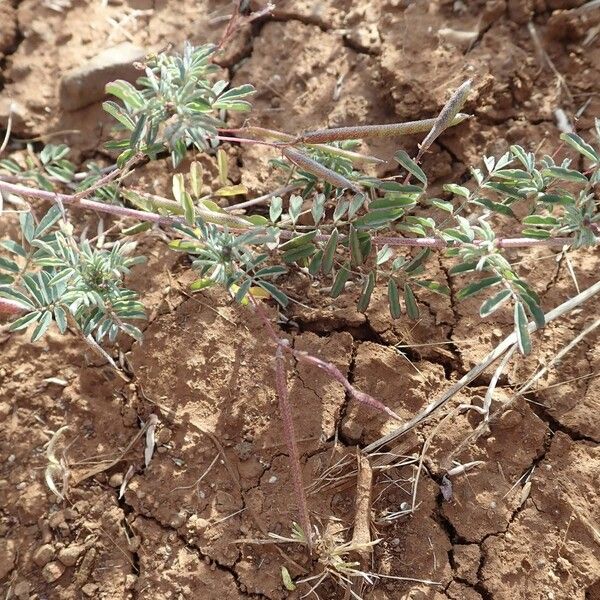 Indigofera brevicalyx عادت