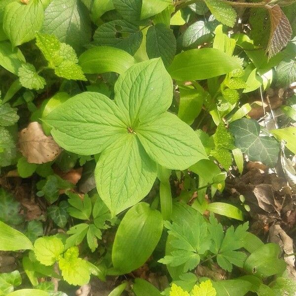 Paris quadrifolia Liść