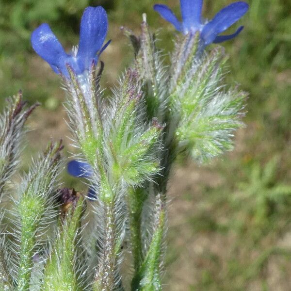 Anchusa azurea Кора