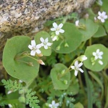 Claytonia parviflora Natur