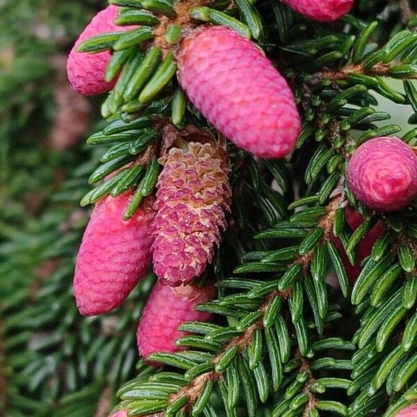 Picea orientalis Flor