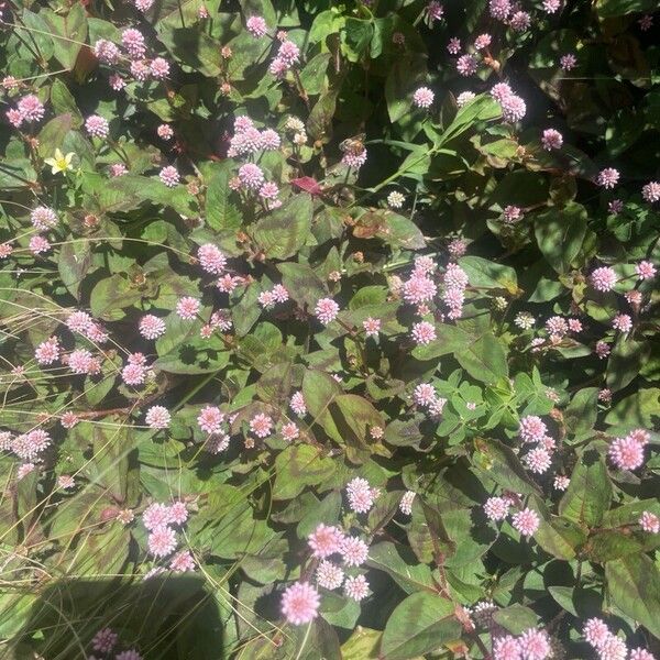 Persicaria capitata Flors